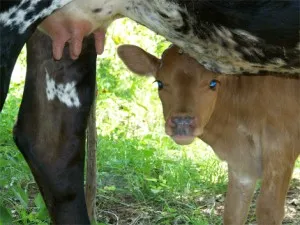 A new calf named Roxy, and her “mom” Charity