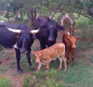 Cattle grazing in an outdoor setting