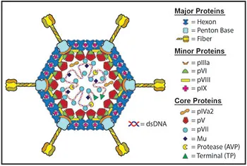 Adenovirus graphic with illustration of dsDNA and major proteins (hexon, penton base, fiber), minor proteins (pIIIa, pVI, pVIII, pIX), and core proteins (pIVa2, pV, pVII, Mu, protease (AVP), Terminal (TP)