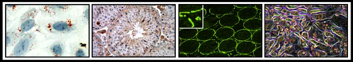 Collage of images from Richburg research lab