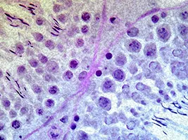 Testis cross section from Richburg lab