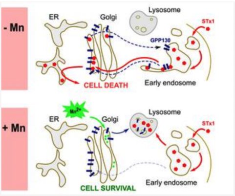 Fig. 4. Manganese (Mn)-induced loss of GPP130 blocks STx1 trafficking; text labels include ER, Golgi, Lysosome, STx1, GPP130, Early endosome, cell death, cell survival, Mn2+