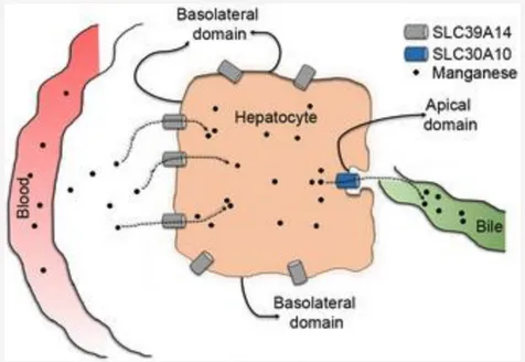 Fig. 2. SLC30A10 and SLC39A14 cooperatively mediate manganese excretion; text labels read: blood, basolateral domain, hepatocyte, basolateral domain, SLC39A14, SLC30A10, manganese, apical domain, bile