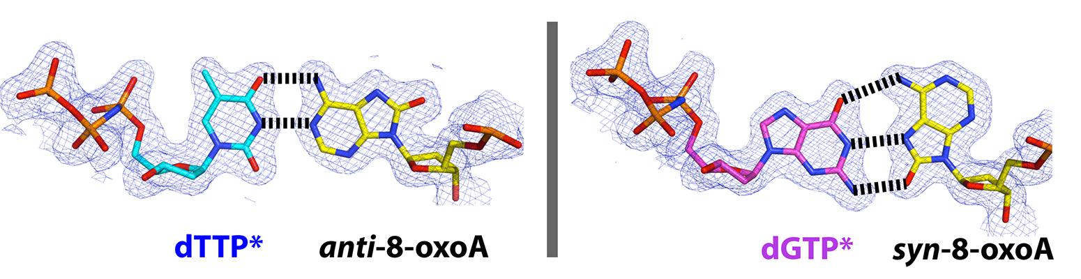 Base pairing properties of 8-oxoadenine