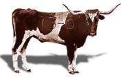 picture of 1916 bevo