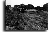 picture of university drug garden