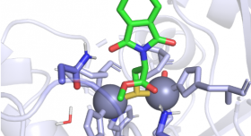 A 3D representation of the chemical probe as it bridges two zinc molecules