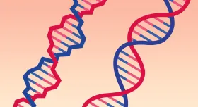 Two double helixes of DNA, one appears normal and the other appears jagged and damaged.