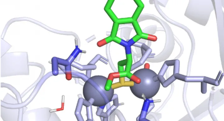 A 3D representation of the chemical probe as it bridges two zinc molecules