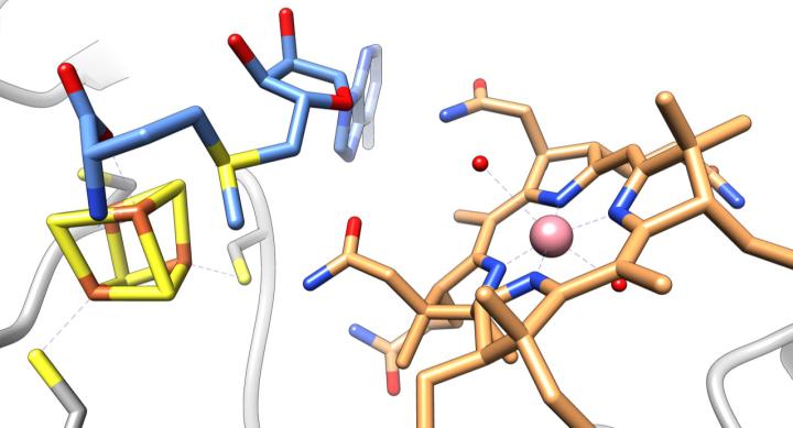 Image of the active site of the enzyme OsxB