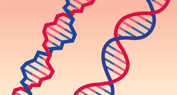 Two double helixes of DNA, one appears normal and the other appears jagged and damaged.