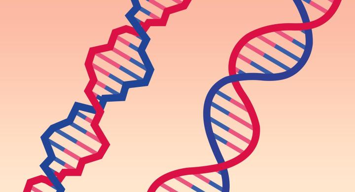 Two double helixes of DNA, one appears normal and the other appears jagged and damaged.